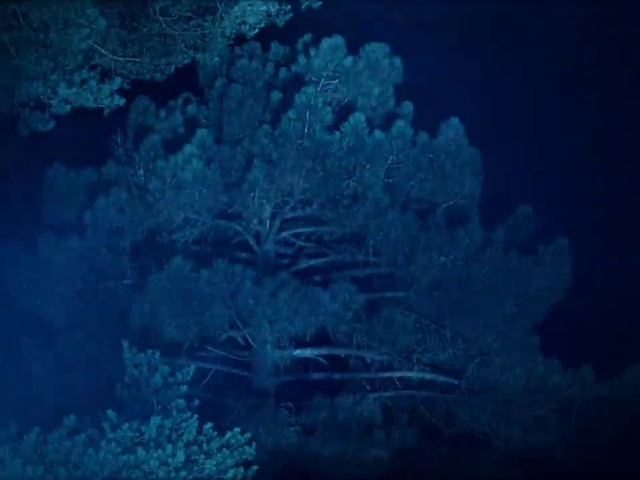 Video Reference: Water, Plant, Underwater, Tree, Natural landscape, Marine biology, Freezing, Sky, Landscape, Electric blue