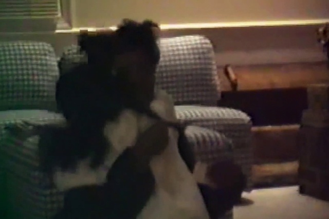 Video Reference: Comfort, Flooring, Tints and shades, Companion dog, Wood, Dog breed, Hardwood, Fur, Room, Sitting