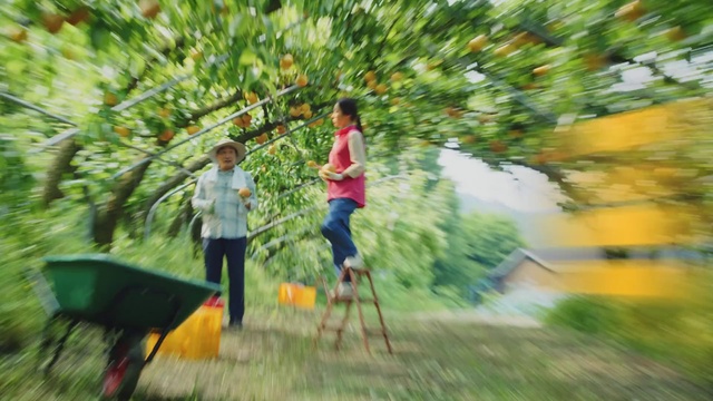 Video Reference: Plant, People in nature, Green, Shorts, Grass, Happy, Leisure, Woody plant, Terrestrial plant, Grassland