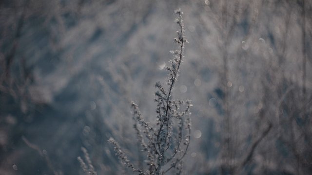 Video Reference: winter, frost, frozen plant, macro, close-up, bokeh, snow, nature, cold, soft focus, outdoor, minimal, abstract, seasonal, stem