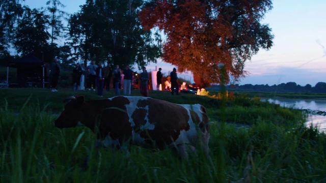 Video Reference: Sky, Plant, Tree, Water, Natural environment, Natural landscape, Cloud, Dairy cow, Grazing, Grass