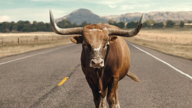 Video Reference: Sky, Bull, Working animal, Cloud, Natural material, Fawn, Landscape, Terrestrial animal, Horn, Snout