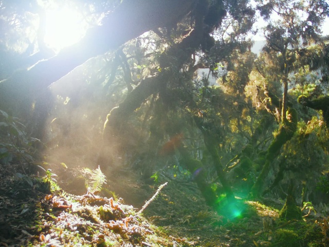 Video Reference: Plant, Light, Leaf, Natural landscape, People in nature, Branch, Terrestrial plant, Sunlight, Grass, Trunk