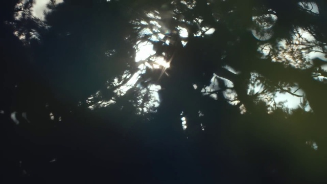 Video Reference: Atmosphere, Plant, Water, Cloud, World, Sky, Twig, Astronomical object, Terrestrial plant, Tree