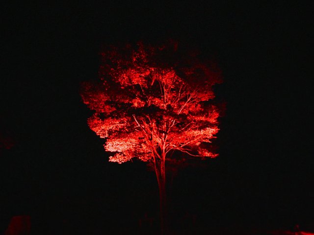 Video Reference: tree, night, red light, illuminated, dark background, nature, landscape, silhouette, outdoor, dramatic, colorful, abstract