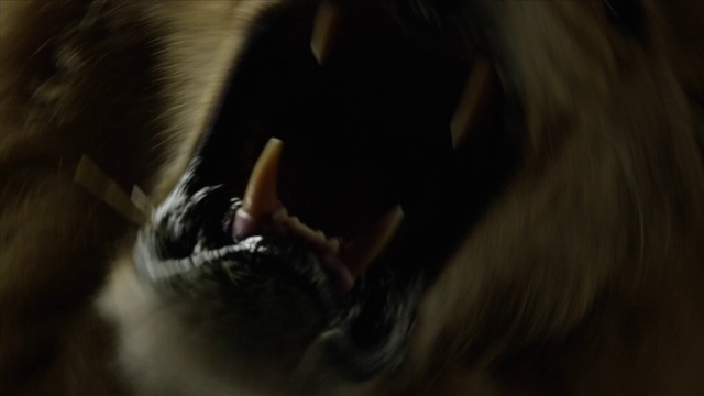 Video Reference: Primate, Dog breed, Whiskers, Fawn, Terrestrial animal, Macaque, Tail, Companion dog, Sporting Group, Darkness