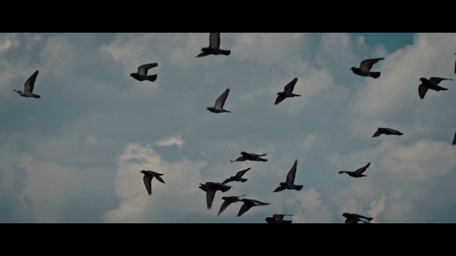 Video Reference: Cloud, Sky, Bird, Vertebrate, Nature, Beak, Wing, Animal migration, Flock, Seabird