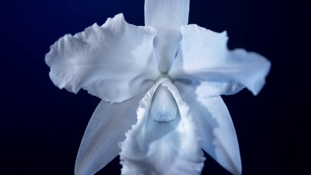 Video Reference: Flower, Petal, Natural material, Terrestrial plant, Creative arts, Art, Flowering plant, Symmetry, Herbaceous plant, Cut flowers