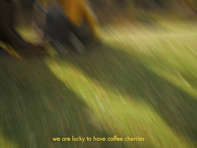 Video Reference: Plant, Wood, Water, Grass, Natural landscape, Terrestrial plant, Tints and shades, Trunk, Landscape, Road