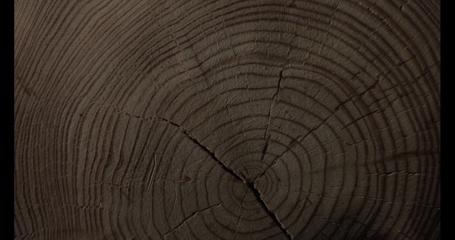 Video Reference: Automotive tire, Natural material, Wood, Grey, Trunk, Automotive wheel system, Symmetry, Pattern, Circle, Grass