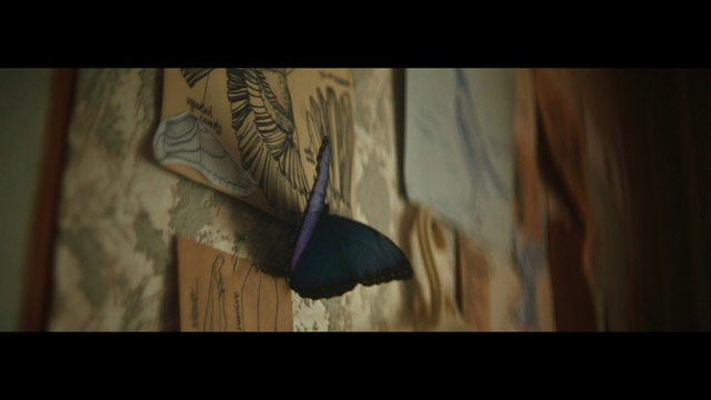 Video Reference: Wood, Butterfly, Eyelash, Feather, Art, Tints and shades, Insect, Wing, Electric blue, Rectangle