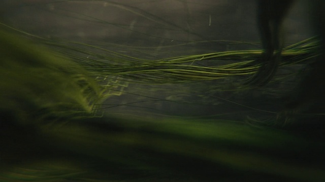Video Reference: Water, Plant, Terrestrial plant, Tree, Grass, Wind, Pattern, Darkness, Macro photography, Twig
