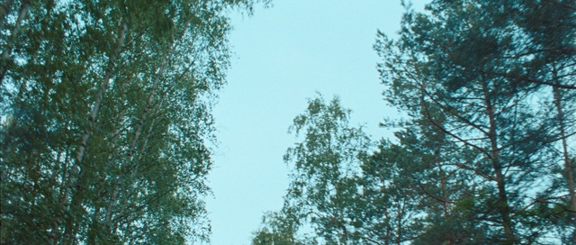 Video Reference: Sky, Twig, Natural landscape, Plant, Tree, Grass, Trunk, Forest, Temperate broadleaf and mixed forest, Woodland