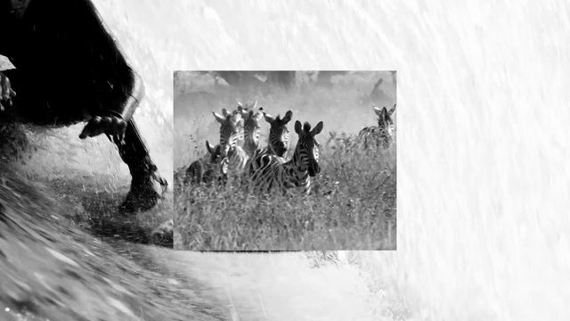 Video Reference: Gesture, Black-and-white, Style, Working animal, Art, Plant, Grass, Landscape, Monochrome photography, Tree