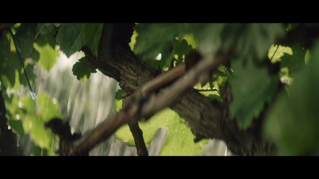 Video Reference: Plant, Wood, Twig, Terrestrial plant, Trunk, Woody plant, Tints and shades, Tree, Grass, Forest