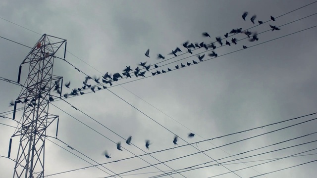 Video Reference: Sky, Bird, Vertebrate, Electricity, Cloud, Overhead power line, Line, Parallel, Technology, Electrical supply