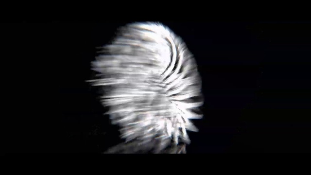Video Reference: Head, Jaw, Flash photography, Ear, Plant, Feather, Art, Eyelash, Wing, Whiskers
