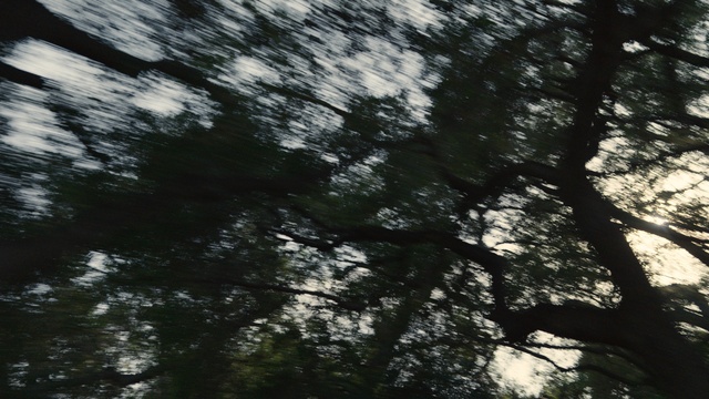 Video Reference: Twig, Natural landscape, Wood, Trunk, Terrestrial plant, Tints and shades, Tree, Landscape, Grass, Forest