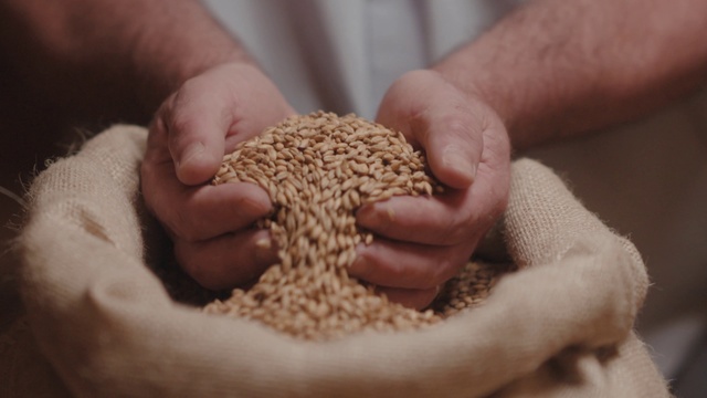 Video Reference: Hand, Plant, Gesture, Finger, Ingredient, Wood, Groat, Seed, Nail, Cuisine
