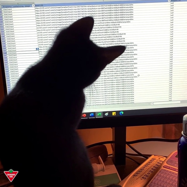 Video Reference: Cat, Peripheral, Output device, Computer keyboard, Computer monitor, Personal computer, Computer, Input device, Carnivore, Computer desk