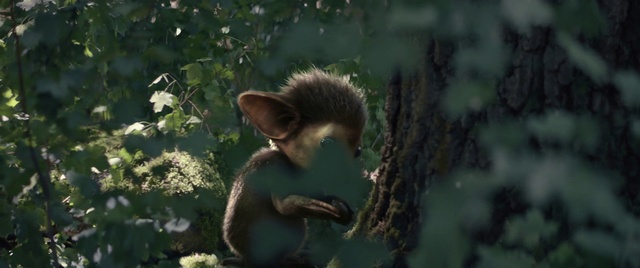 Video Reference: Branch, Red panda, Fawn, Carnivore, Squirrel, Terrestrial animal, Whiskers, Rodent, Trunk, Snout