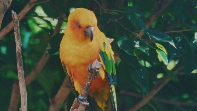 Video Reference: Bird, Branch, Parrot, Tree, Beak, Wing, Tail, Terrestrial plant, Plant, Perching bird