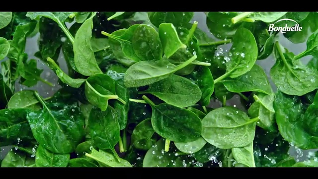 Video Reference: Plant, Leaf, Terrestrial plant, Grass, Leaf vegetable, Moisture, Groundcover, Water, Flowering plant, Dew