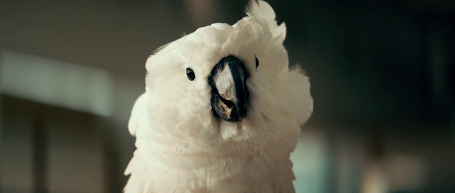 Video Reference: Bird, Owl, Carnivore, Beak, Sulphur-crested cockatoo, Feather, Wing, Cockatoo, Fur, Event