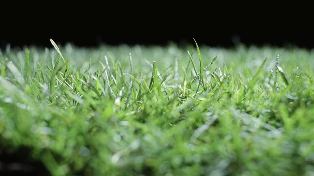 Video Reference: Plant, People in nature, Terrestrial plant, Grass, Moisture, Natural landscape, Groundcover, Dew, Flooring, Drop