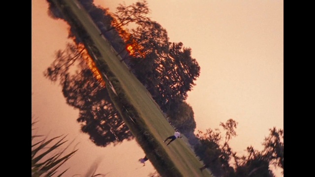 Video Reference: Sky, World, Leaf, Branch, Tree, Twig, Orange, Water, Sunlight, Vegetation