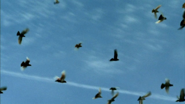 Video Reference: Cloud, Sky, Bird, Atmosphere, Vertebrate, Azure, Animal migration, Beak, Wing, Cumulus