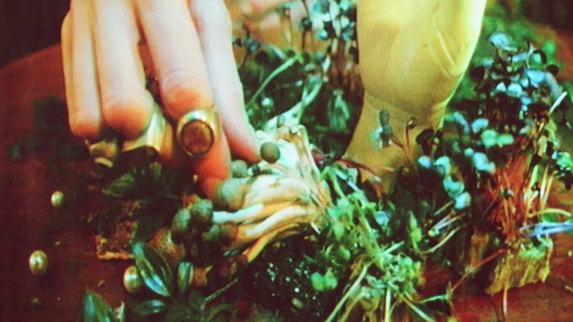 Video Reference: Hand, Plant, Organism, Finger, Underwater, Terrestrial plant, Grass, Nail, Marine biology, Coral