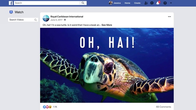 Video Reference: Photograph, Organism, Hawksbill sea turtle, Adaptation, Font, Reptile, Screenshot, Loggerhead sea turtle, Turtle, Marine biology