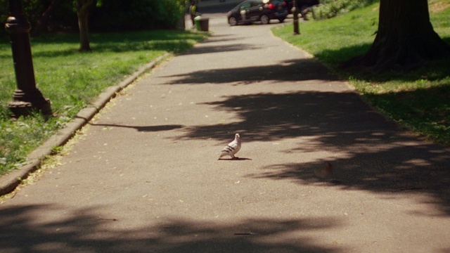 Video Reference: Bird, Plant, Tree, Road surface, Asphalt, Beak, Grass, Sidewalk, Tints and shades, Shade