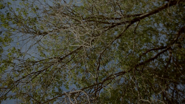 Video Reference: Plant, Sky, Twig, Tree, Trunk, Flowering plant, Grass, Deciduous, Plant stem, Wood