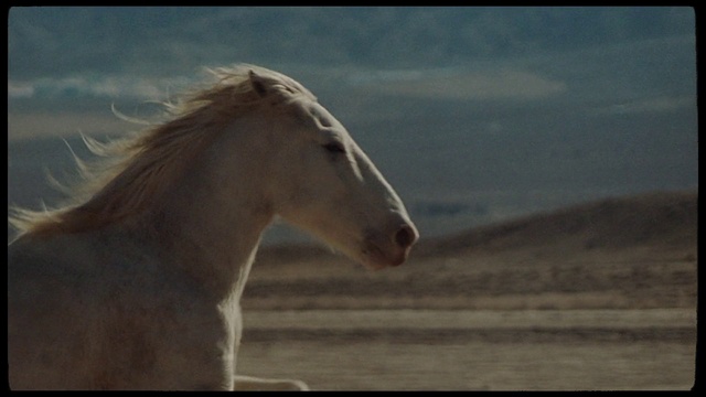 Video Reference: Horse, Sky, Liver, Terrestrial animal, Natural landscape, Landscape, Snout, Mane, Livestock, Mare