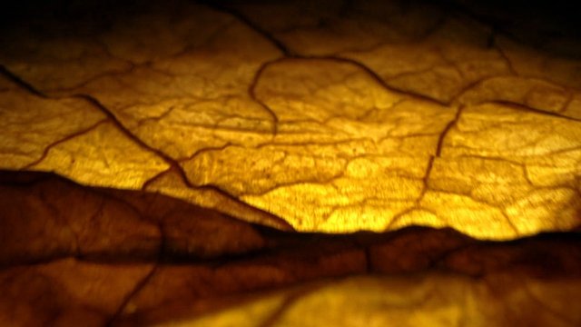 Video Reference: abstract, texture, close-up, amber, brown, golden, surface, pattern, organic, macro, folds, lines, background, blurred, warm, artistic