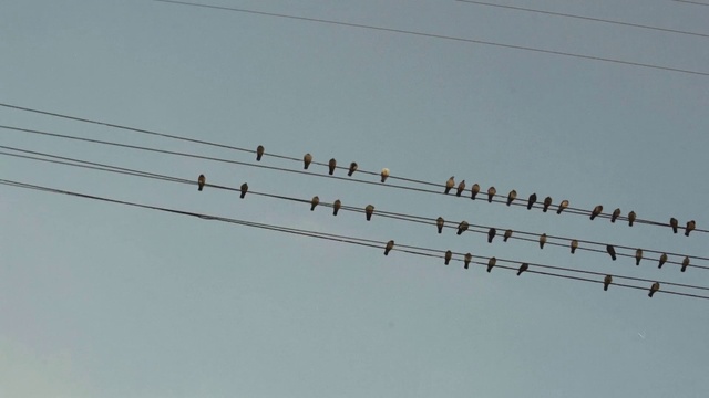 Video Reference: Bird, Sky, Electricity, Line, Overhead power line, Parallel, Electrical supply, Wire, Event, Public utility