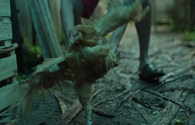 Video Reference: Wood, Fawn, Terrestrial animal, Snout, Dinosaur, Tail, Recreation, Sporting Group, Canidae, Grass