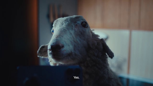 Video Reference: Working animal, Carnivore, Ear, Snout, Sheep, Terrestrial animal, Sheep, Dog breed, Whiskers, Livestock