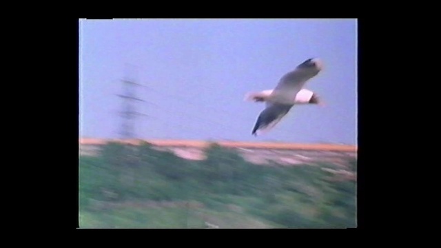 Video Reference: Bird, Atmosphere, Sky, Beak, Wing, Seabird, Feather, Bird migration, Water bird, Landscape