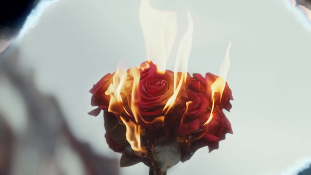 Video Reference: Flower, Plant, Petal, Hybrid tea rose, Rose, Rosa × centifolia, Bouquet, Flowering plant, Rose family, Art