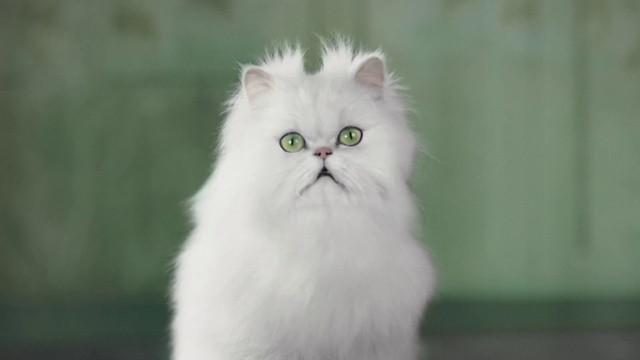 Video Reference: Cat, Felidae, Carnivore, Whiskers, Small to medium-sized cats, Snout, Fur, Grass, British longhair, Terrestrial animal