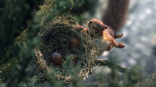 Video Reference: Branch, Plant, Twig, Bird, Bird nest, Terrestrial plant, Wood, Tree, Terrestrial animal, Tail