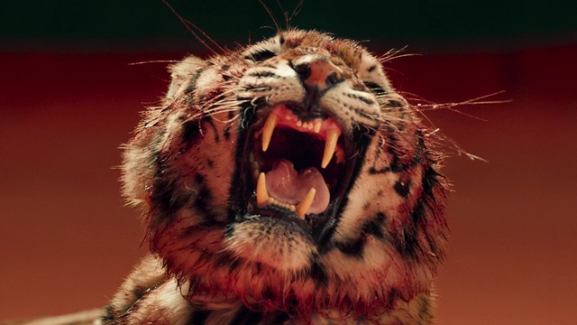Video Reference: Nose, Head, Eye, Fang, Felidae, Roar, Carnivore, Human body, Jaw, Gesture