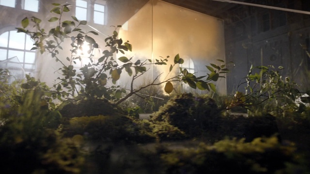 Video Reference: Plant, Branch, Window, Vegetation, Sunlight, Wood, Twig, Grass, Flower, Tints and shades