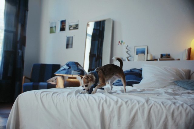 Video Reference: dog, pet, bedroom, bed, indoor, home, small dog, curtains, mirror, lamp, furniture, interior, casual, playful, cozy, white bedding