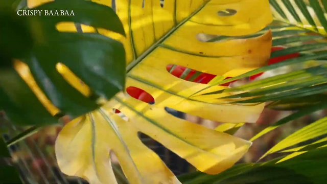 Video Reference: Leaf, Terrestrial plant, Plant, Petal, Tree, Flowering plant, Tints and shades, Grass, Pattern, Close-up