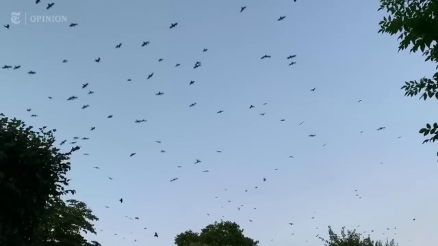 Video Reference: Sky, Bird, Vertebrate, Cloud, Tree, Animal migration, Natural material, Bird migration, Wing, Flock