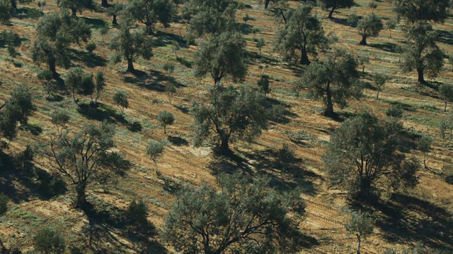 Video Reference: Plant, Natural landscape, Bedrock, Larch, Highland, Tree, Terrain, Evergreen, Formation, Grassland